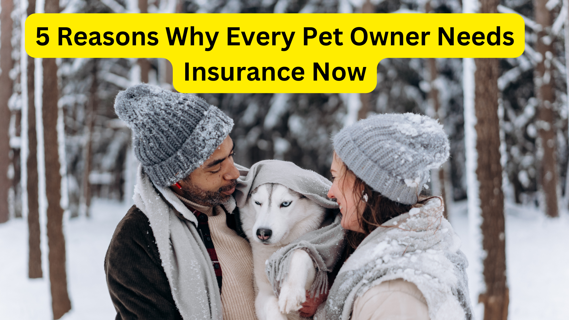 5 Reasons Why Every Pet Owner Needs Insurance Now